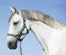 Cabezada Caballo Nylon Antracita/Lima Talla Pony 1