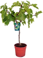 Higuera Maceta Verdal