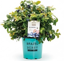 Planta Arandano Brazelberry Pink Breeze Maceta 3 Litros