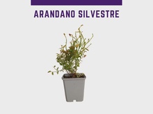Planta Arandano P9 Silvestre