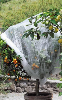 Manta Termica Protector Plantas Tubular 9x0,80 metros