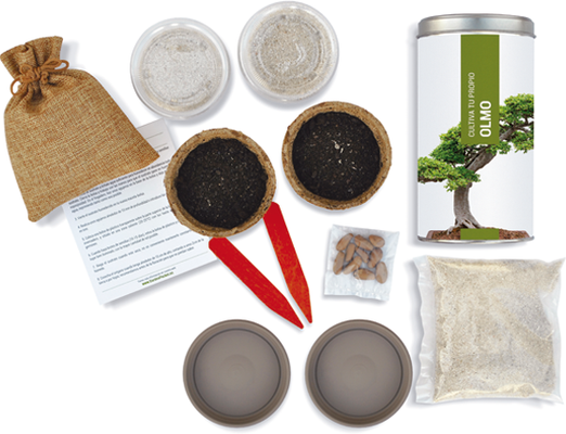 Kit Cultiva Tu Propio Olmo