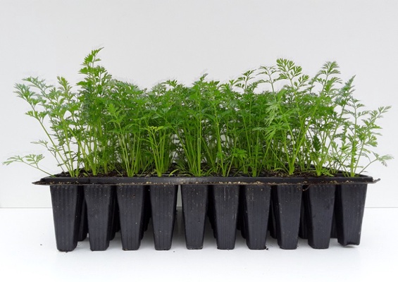 Planta Zanahoria Docena