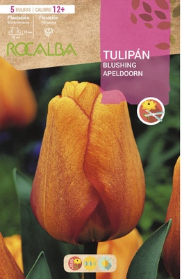 Bulbo Tulipanes 12+ Blushing Apeldoorn