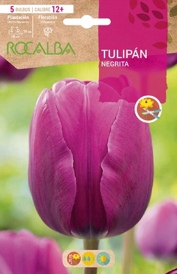 Bulbo Tulipanes Calibre12+ Negrita -violeta