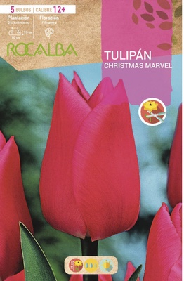 Bulbos Tulipanes Variedad Christmas Marvel