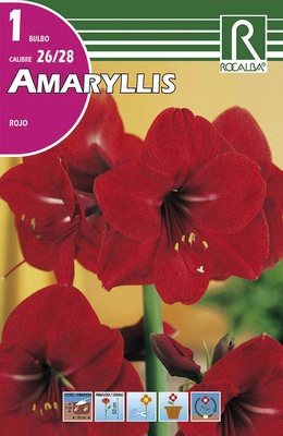 Bulbo Amaryllis 26/28 Rojo