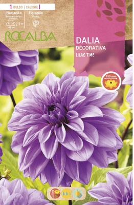 Bulbo Dalia Lilac Time Lila Purpura Bulbo Dalia Lilac Time Lila Purpura