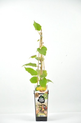 Kiwi Autofertil Planta Jenni Kiwi Autofertil Planta Jenni