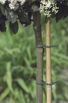 Bridas Plastico Verde Nortene 35cm 24u Bridas Plastico Verde Nortene 35cm 24u