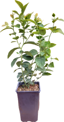 Planta Arandano Legacy Maceta 1 Litro