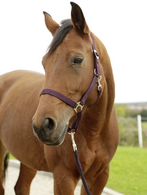 Cabezada Caballo Nylon Berenjena Talla Cob 2 Cabezada Caballo Nylon Berenjena Talla Cob 2