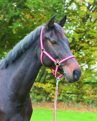 Cabezada Caballo Nylon Burdeos/Beige Talla Shetty 0