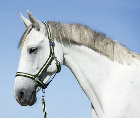 Cabezada Caballo Nylon Antracita/Lima Talla Cob 2