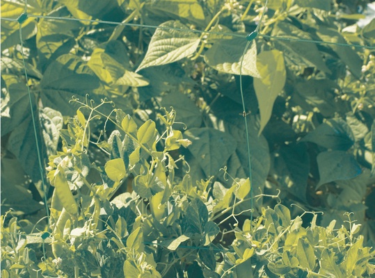 Malla Entutorar Cultivos Trellinet 2 x 10 Metros