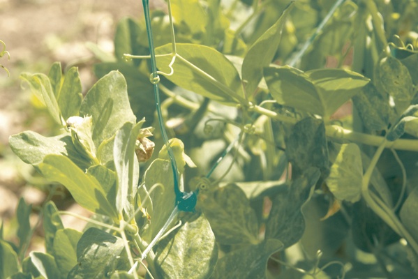 Malla Entutorar Cultivos Trellinet 2 x 10 Metros