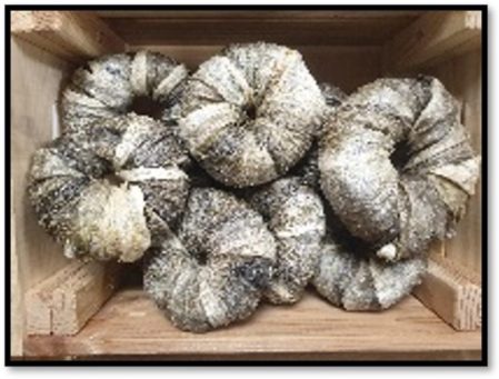 Donuts Piel Pescado 8cm