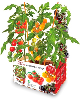 Kit Huerto Batlle Premium Tomates Cherry