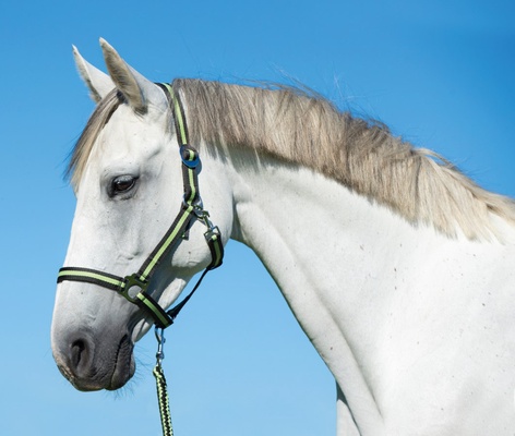 Ramal Hippo con Mosqueton Antracita/Limon