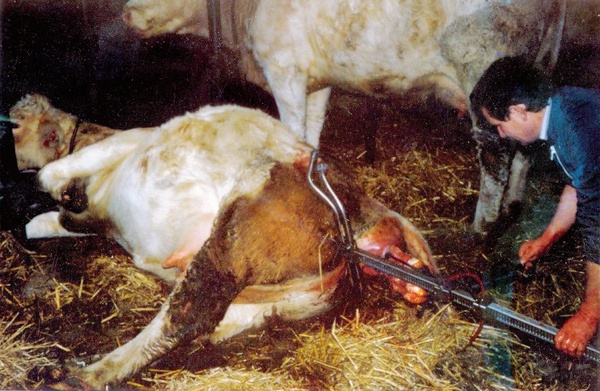 Extractor de Partos terneros Vink Especial Razas Grandes