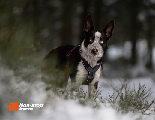 Arnes perros Non-stop Line harness 5.0 azul