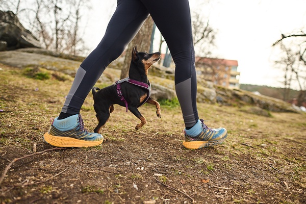Arnes perros Non-stop Line harness 5.0 azul