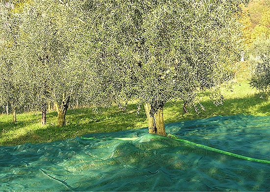 Manta para Recoleccion Aceitunas y Almendras 4x8 mt