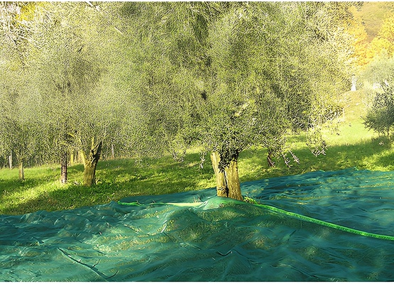 Manta para Recoleccion Aceitunas y Almendras 4x8 mt Manta para Recoleccion Aceitunas y Almendras 4x8 mt