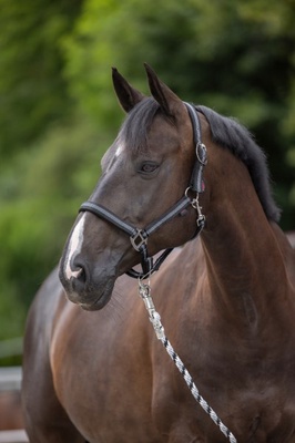 Cabezada Caballo Mustang Regulable Negro/Plata Talla Cob