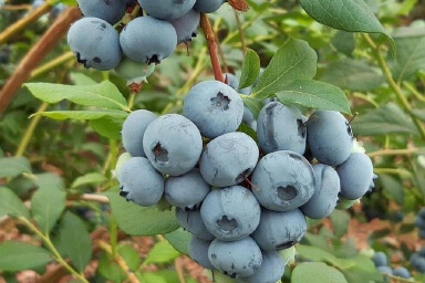Planta Arandano Doble Cosecha Maceta 4 Litros