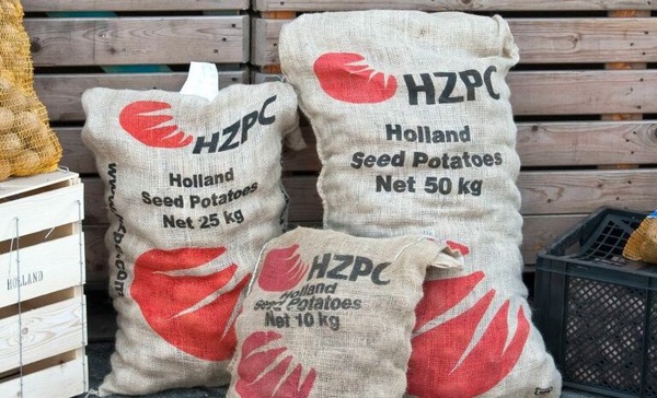 Patata Siembra 35/55 Panamera 25 kg