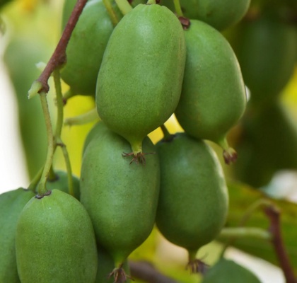 Planta Kiwi�o Autofertil Issai 2L