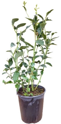 Planta Arandano Bluecrop Maceta 4 Litros