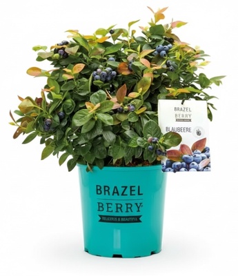 Planta Arandano Brazelberry Peach Sorbet Maceta 3 Litros Planta Arandano Brazelberry Peach Sorbet Maceta 3 Litros