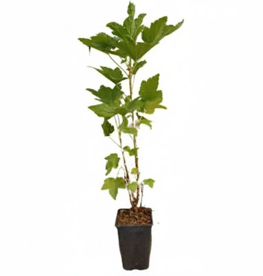 Planta Grosella Negra Dulce Maceta 1 Litro