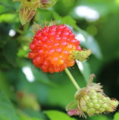 Planta Frambuesa Salmon Maceta 1 Litro
