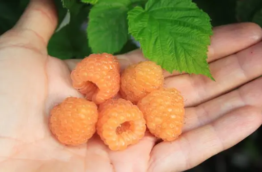 Planta Frambuesa Naranja Enana Maceta 1 Litro