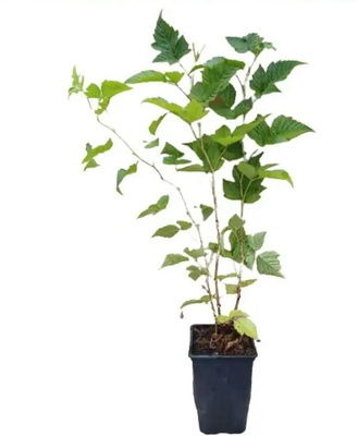 Planta Frambuesa Amarilla Maceta 1 Litro