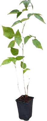 Planta Frambuesa Melocoton Maceta 1 Litro Planta Frambuesa Melocoton Maceta 1 Litro