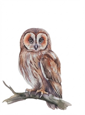 Servilletas Papel Buho 33x33 cm