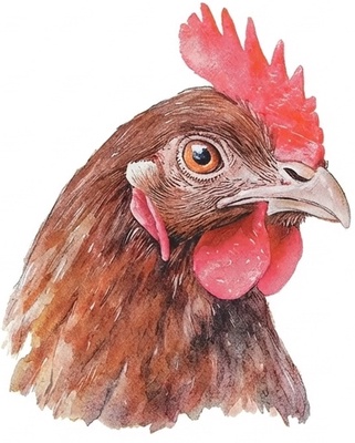 Servilletas Papel Pollo 33x33 cm 20uds
