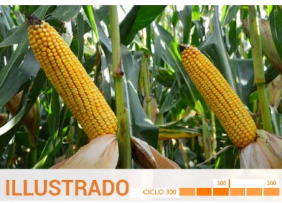 Semilla Maiz Hibrido Caja 2.5kg