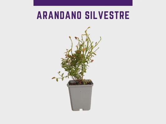 Planta Arandano P9 Silvestre